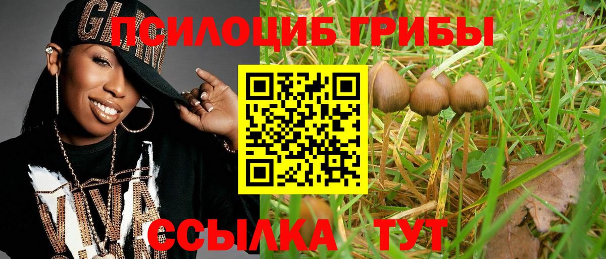Курчалой  цена наркотик  Вход с VPN  Псилоцибиновые грибы мицелий  Псилоцибиновые грибы Magic Shrooms 