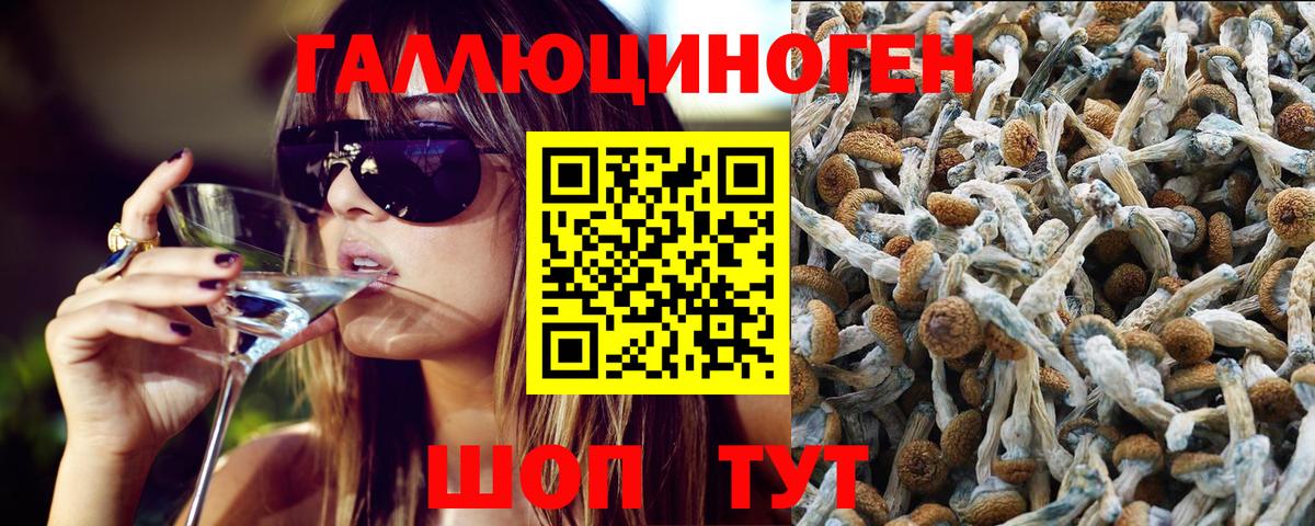 Галлюциногенные грибы Psilocybe Курчалой